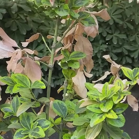 Ayaklı kaldırım tabelasının dış mekândaki duruşu, taşınabilirliği ve tasarım detaylarını gösteren tanıtım videosu.