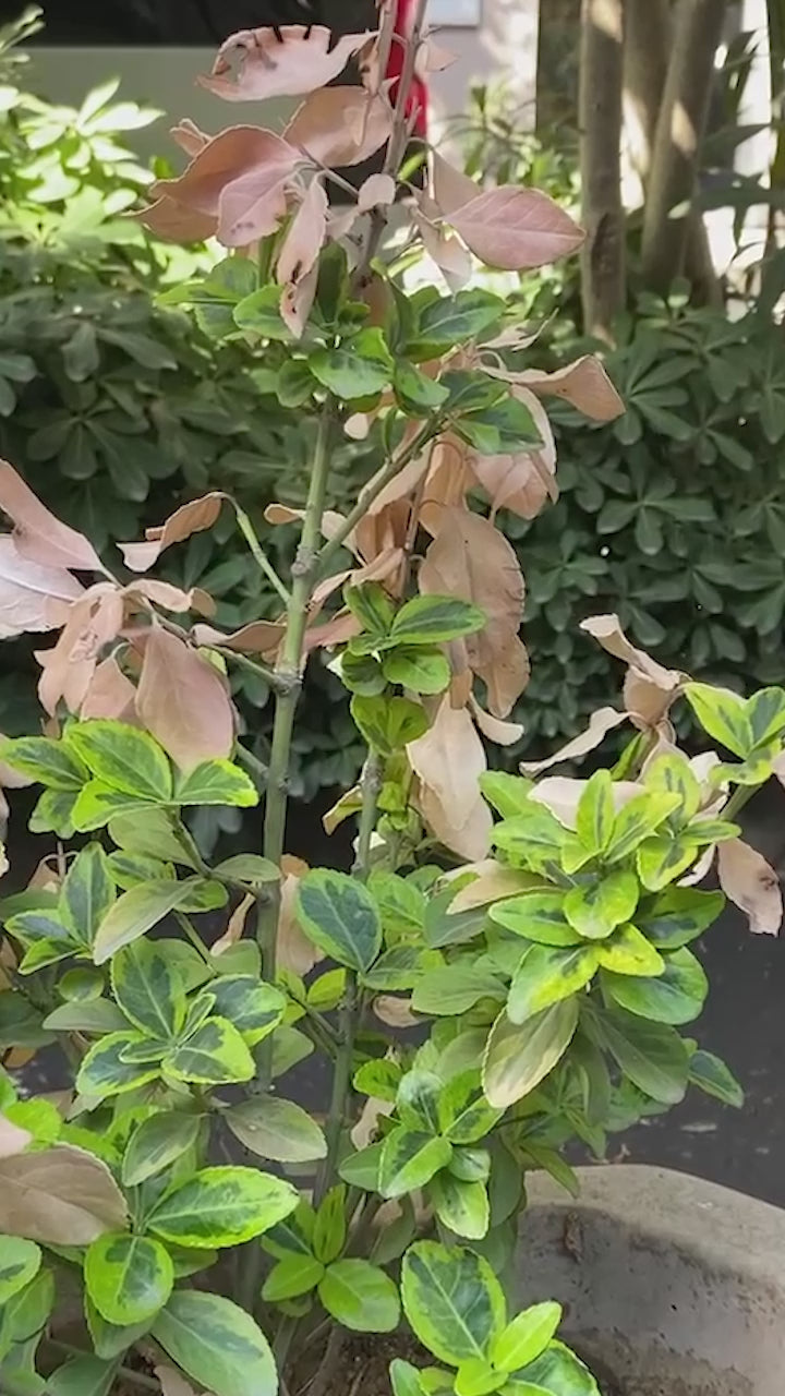 Ayaklı kaldırım tabelasının dış mekândaki duruşu, taşınabilirliği ve tasarım detaylarını gösteren tanıtım videosu.